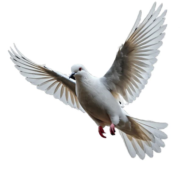 Freedom dove